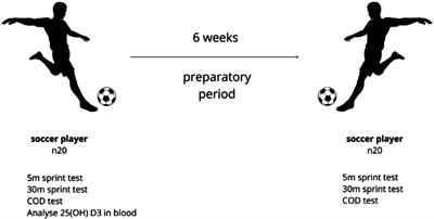 The relationships of serum vitamin D concentration with linear speed and change of direction performance in soccer players